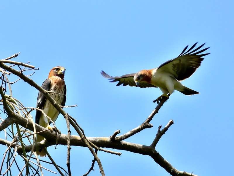 Himalayan Hawk Community